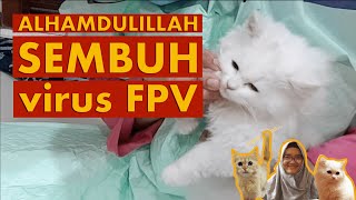 Cara Mengobati Kucing Yang Terkena Virus  Obat Kucing Virus PanleukopeniaAwas‼️Virus Mematikan [upl. by Dominique84]