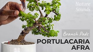 Pruning For Branch Pad and Ramification Slated Style Portulacaria Afra Aug2023 [upl. by Reifinnej460]