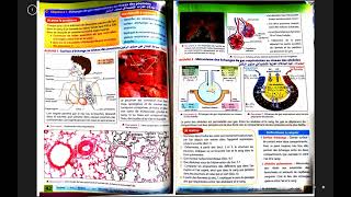 3 AC SVT les échanges de gaz respiratoire au niveau des poumons Partie 2 [upl. by Rube245]