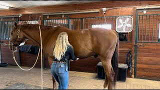 Equine  Sternal Lift Exercise [upl. by Weissman813]