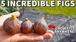 5 Quick Fruiting FIG TREES Everyone Can Grow At Home [upl. by Hawley715]