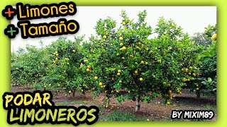 PODA MANTENIMIENTO LIMONEROS Tijeras de Batería Kebtek by mixim89 [upl. by Gautious126]