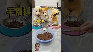 DAY 3655 Angre DOG dog funny pets cute 8bit woodworking comedyparghanta lovebrother short [upl. by Ydniw147]