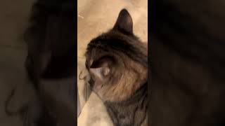 Cat catches a giant roach 🪳￼ [upl. by Nailimixam]