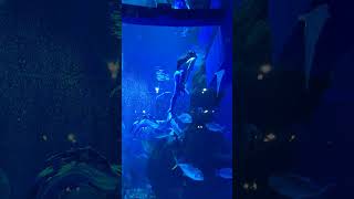 Jakarta Aquarium viral shorts aquarium destination kinara Jakarta travel [upl. by Ivzt255]