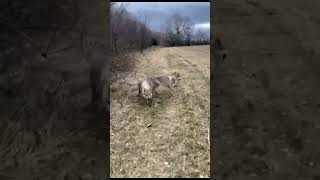 Holly  1y gorgeous Czechoslovakian Wolfdog [upl. by Narad]