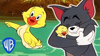 Tom y Jerry en Español  Los Mejores Momentos de Little Quacker  WB Kids [upl. by Iramo]