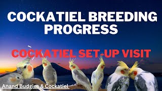 Cockatiel birds breeding age and activities 🤩 Latest update 10102024 [upl. by Lacy]