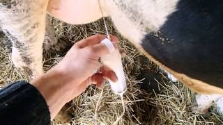 Острый мастит у коровОпыт комплексной терапии Acute mastitis in cows [upl. by Letta]