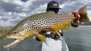 BROWN TROUT DREAMS  Fly Fishing Colorado at Spinney Mountain Reservoir for LARGE TROUT [upl. by Ashraf967]