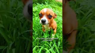 A teimosia em pet 🐕 viraliza memes pets petsengracados shortviral [upl. by Elvis]