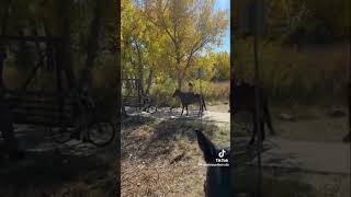 Thoughts on this biker upset having to yield for horses freakout horses karens bikers [upl. by Nnylirehs]