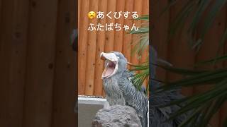 あくびする🥱ふたばちゃん ふたばちゃん ハシビロコウ 掛川花鳥園 [upl. by Jansen895]