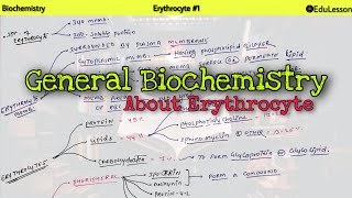 Biochemistry of Erythrocytes RBC  01 🔥  General information [upl. by Clyde]