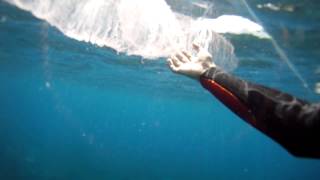 Giant Pyrosome pyrosoma Tenerife El Tablado [upl. by Deehan]