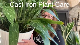 How to Care for Cast Iron Plant [upl. by Courtnay]