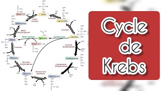 cycle de Krebs \ cycle d acide citrique [upl. by Jorge]