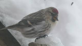 Common Redpoll Acanthis flammea  Majavatnet Grane Nordland Norway 2024 [upl. by Lekim]