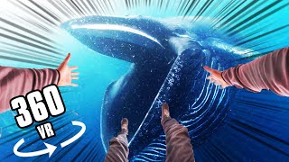 360° SWALLOWED BY A BLUE WHALE [upl. by Eerej]