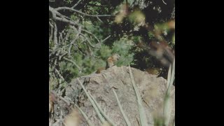 Panamint Chipmunk A Sky Island Species [upl. by Gnilrac674]