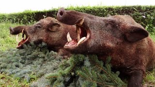 Treibjagd auf Wildschwein – Slowakei  Hunting for wild boar  Slovakia [upl. by Rocky651]