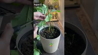 Fiddle plant care 🪴fiddle plantcare shortsfeed youtube pruning gardening plants plantlover [upl. by Witty873]