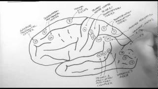 Brain Anatomy 2  Functional Cortical Anatomy Lateral Surface [upl. by Amargo]