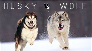 Siberian Husky Vs Wolf [upl. by Ecnar103]