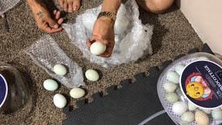 Triocottage Araucana eggs First time dry hatch part 1 [upl. by Banna]