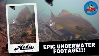 Epic Underwater Bass Footage  What Happens When You Snag fishing bassfishing fishingvideo [upl. by Trescott]