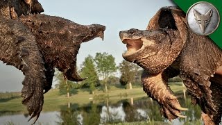 Alligator Snapping Turtle vs Common Snapping Turtle [upl. by Megargee]