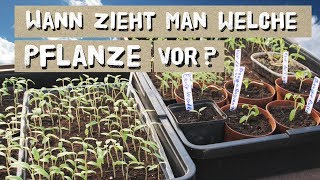 Wann welche Pflanze vorziehen Tipps zur Jungpflanzenvoranzucht [upl. by Kovacev645]