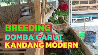 Breeding Domba Garut  Kandang Kambing Modern  Rumput Pakchong [upl. by Nottirb145]