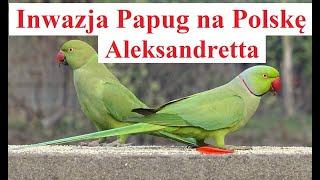 Inwazja Papug na Polskę  Aleksandretta [upl. by Livia]