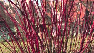 Red Twig Dogwood [upl. by Burnett]