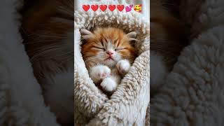 Dreamy Persian Kitten Snuggled in a Blanket ❤️❤️❤️❤️❤️💞🤩 song backstreetboys music teambs bhlo [upl. by Violette621]