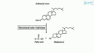 cholesteryl ester [upl. by Ivens]