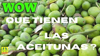 ACEITUNAS Y SUS BENEFICIOS [upl. by Atinreb25]