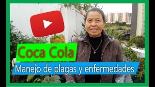 Cómo preparar un insecticida casero para plantas con Coca Cola te SORPRENDERÁS 🧐🧐 [upl. by Russian]