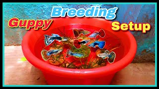 🤩 How I Made Guppy Breeding Setup 🤩 for Lots of Guppy Babies 🐟🐟🐟 [upl. by Elletse]