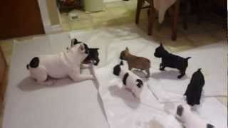 French bulldog playing with his pups [upl. by Elysha]