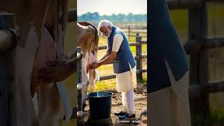 When Narendra Modi gets milk from cows Narendra Modi farming animatedcartoon [upl. by Frye]