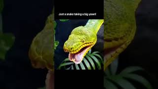 The Disturbing Beauty of a Snake Yawn [upl. by Arhas881]