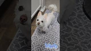 sweet potato chicken treats 😋 😍 dogbreed rescue mascot cute morkie pets doglover dog dogmom [upl. by Brighton]