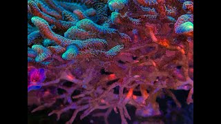 Is My Coral Dying Signs and Solutions [upl. by Muhcon]