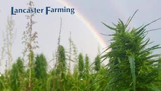 Jon Cohn CEO of AgriKind Hemp Industrial Hemp Podcast episode thirteen [upl. by Landes198]