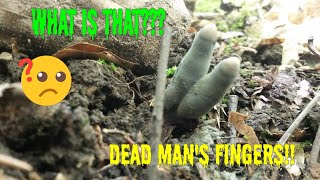 Dead Mans Fingers Mushroom Xylaria polymorpha [upl. by Ydahs]