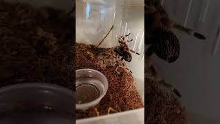 mexican red knee tarantula climbing 🕷🕸 [upl. by Sigismundo580]