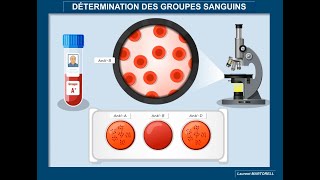 Tout savoir et comprendre sur la détermination des groupes sanguins ABO et Rhésus [upl. by Ranit]