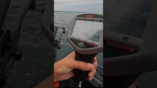 Did that DOWNRIGGER pop Lake Erie Walleye fishingvideo walleye [upl. by Eiclud239]